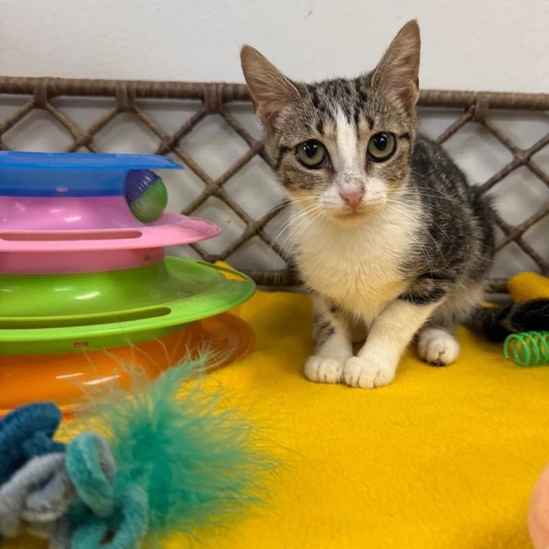A baby small-sized female Brown / Chocolate Domestic Short Hair cat named Lorelai for adoption in Houston, TX