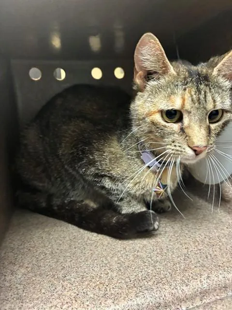 A young medium-sized female Domestic Short Hair cat named Purzilla for adoption in Cookeville, TN