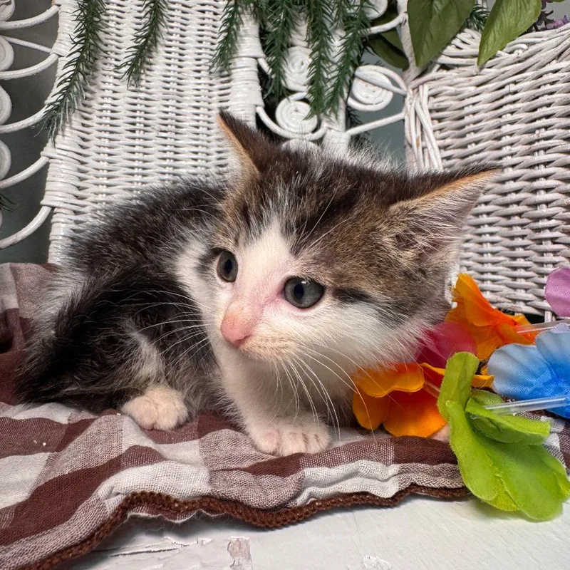 A baby small-sized male Brown / Chocolate Domestic Short Hair cat named Cloudberry Din for adoption in Eaton Rapids, MI