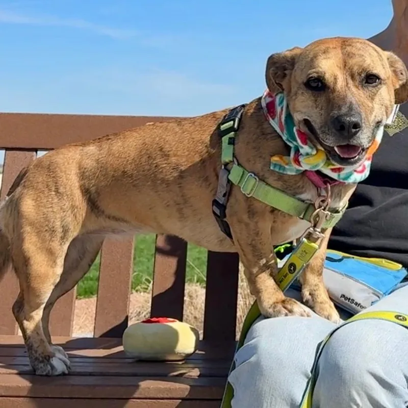 An adult medium-sized female Brown / Chocolate Mixed Breed dog named Lily for adoption in Waukesha, WI