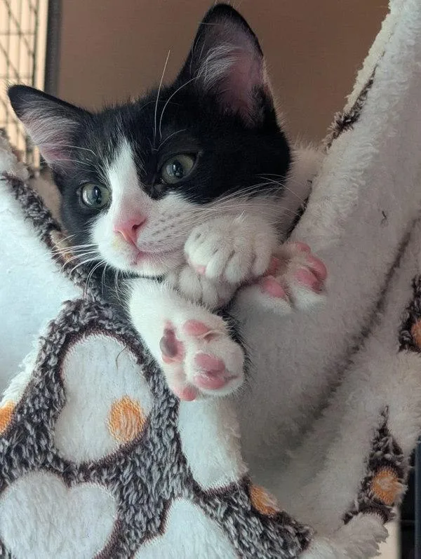 A baby small-sized female Domestic Short Hair cat named Minnie for adoption in Bonsall, CA