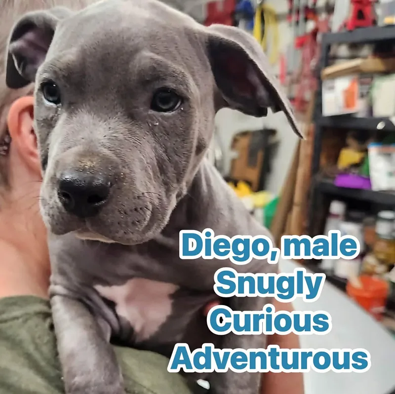 Diego