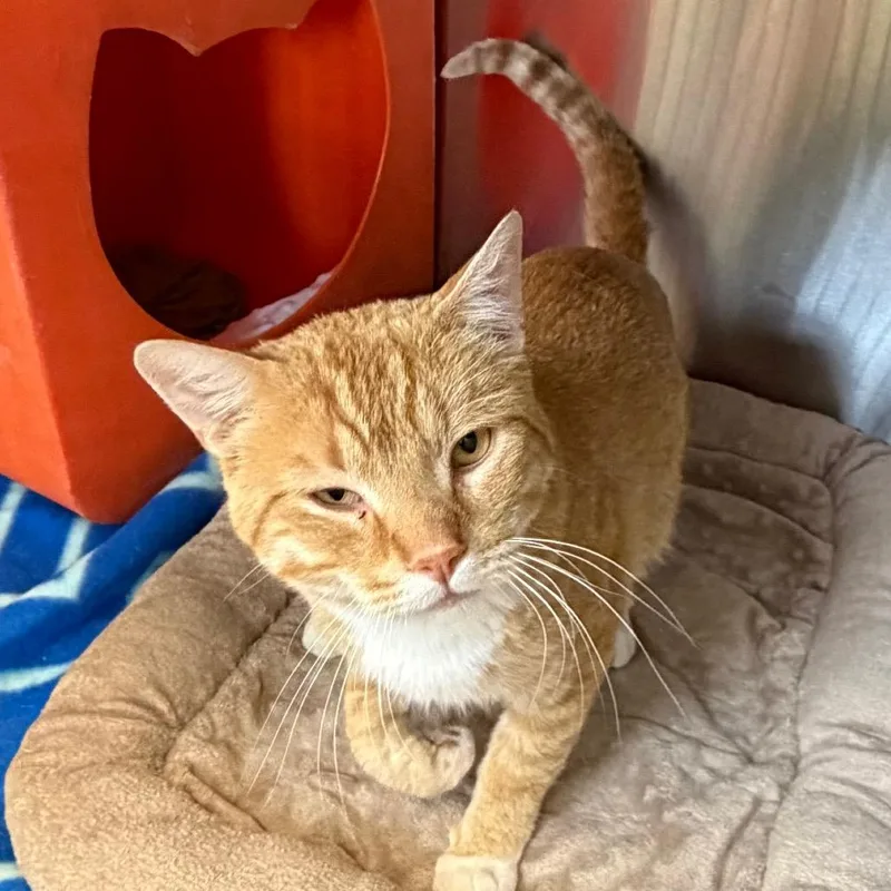 An adult large-sized male Orange / Red Domestic Short Hair cat named Pumpkin Pie for adoption in Waukesha, WI