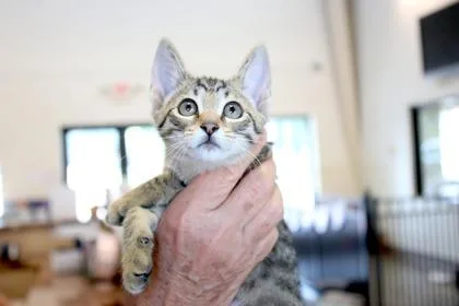 A baby small-sized female Domestic Short Hair cat named Taffy for adoption in Brunswick, GA