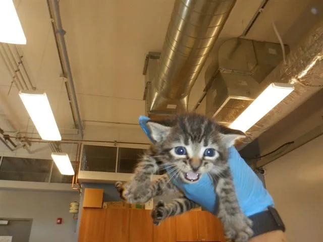 A baby small-sized female Domestic Short Hair cat named Savannah for adoption in San Jose, CA
