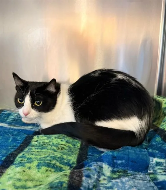 An adult medium-sized female Domestic Short Hair cat named Gimblee for adoption in Castaic, CA