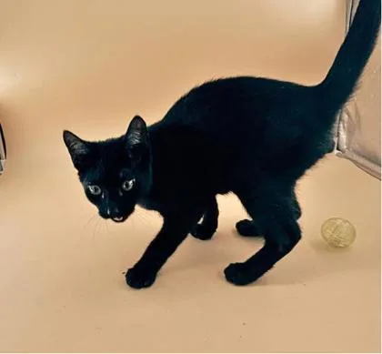 An adult small-sized male Domestic Short Hair cat named Horsefly for adoption in Dahlonega, GA