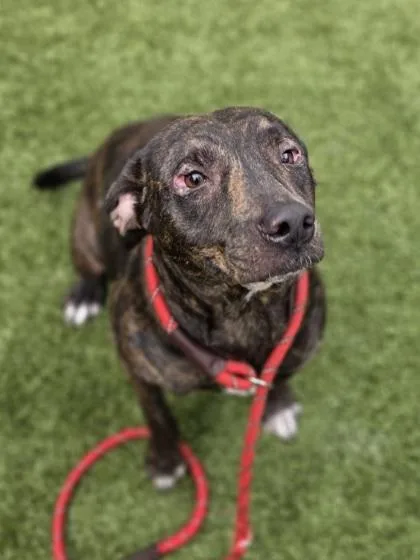 A young medium-sized female Terrier dog named Leopard for adoption in Conway, SC