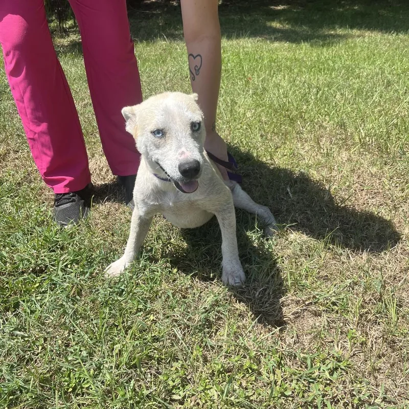 A young medium-sized female White / Cream Australian Cattle Dog / Blue Heeler dog named Hazel for adoption in Clanton, AL