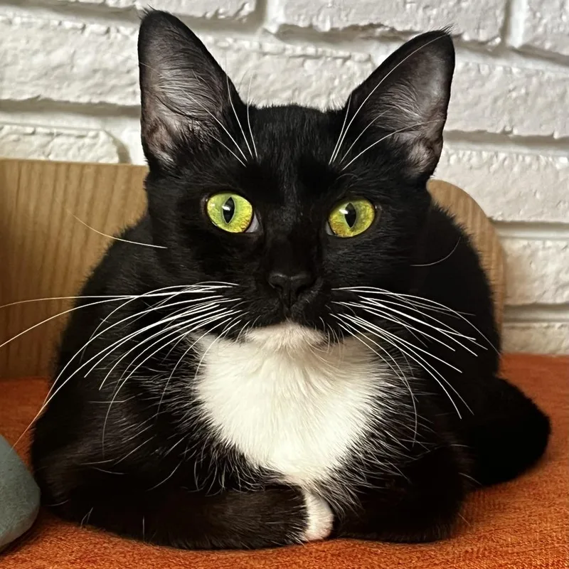 A young medium-sized female Black Domestic Short Hair cat named Lydia for adoption in West Palm Beach, FL