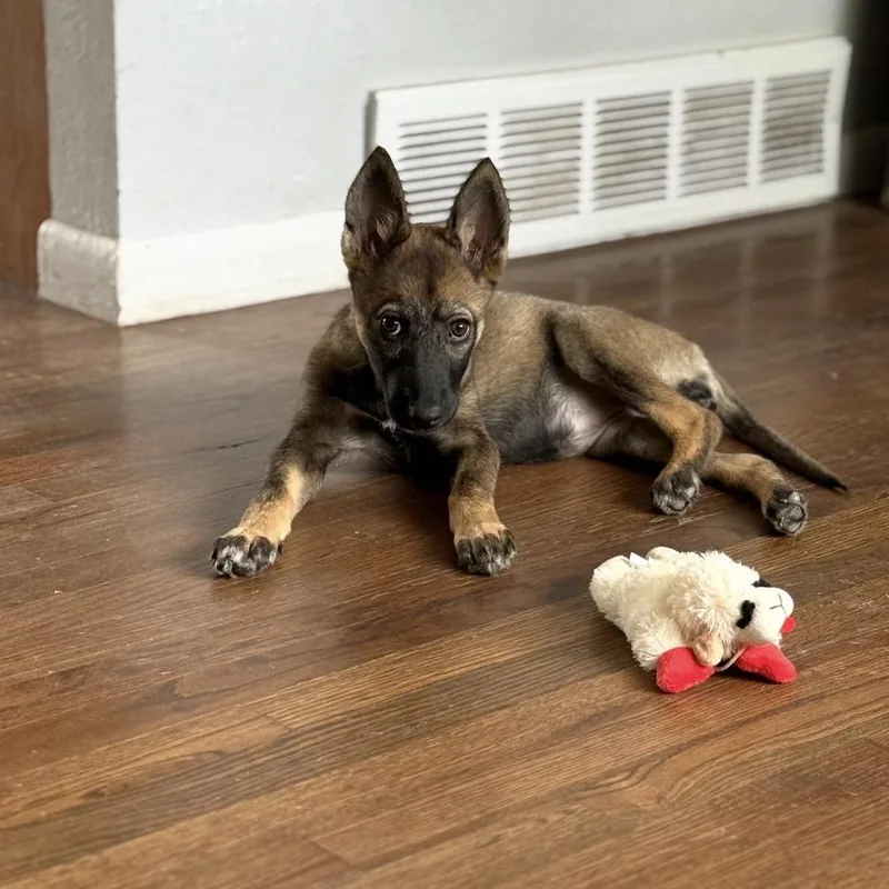 A baby small-sized female Black German Shepherd Dog dog named Sandra Dee for adoption in Lakewood, CO