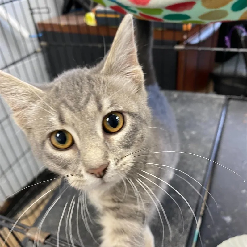 A baby small-sized female Brown / Chocolate Domestic Short Hair cat named Iris for adoption in Duncan, OK