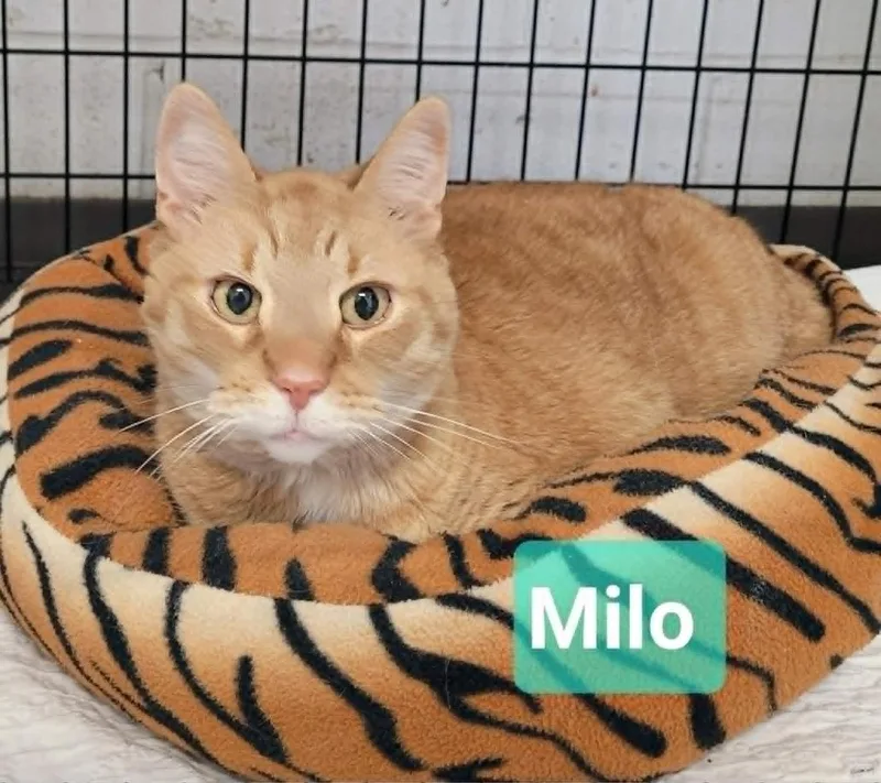 Milo