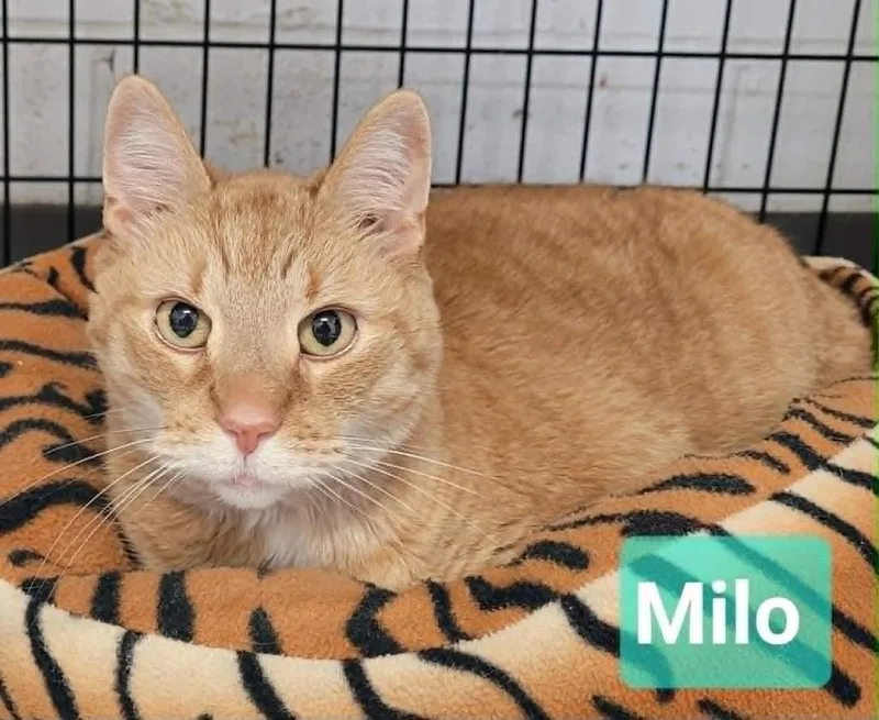 Milo thumbnail 2