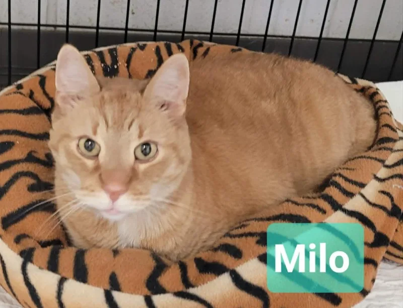 Milo thumbnail 3