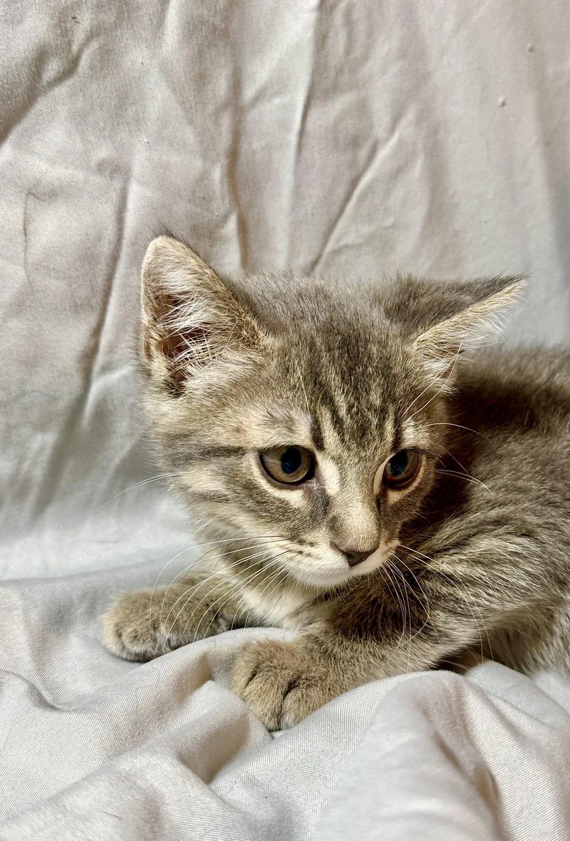 A young small-sized female Domestic Short Hair cat named Cho for adoption in Queen Creek, AZ