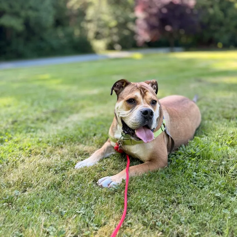 An adult large-sized male Yellow / Tan / Blond / Fawn English Bulldog dog named Yookie for adoption in Bellingham, WA