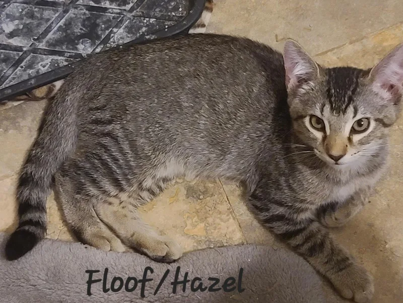 Hazel