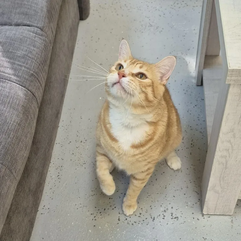 An adult large-sized male Orange / Red Domestic Short Hair cat named Mango for adoption in Newark, NJ