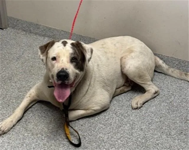 An adult extra large-sized male Saint Bernard dog named Daytona for adoption in Pasadena, TX