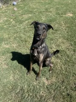 An adult medium-sized male Black Plott Hound dog named Paxton for adoption in Siloam Springs, AR