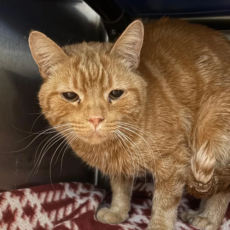 An adult medium-sized male Orange / Red Domestic Short Hair cat named Charlie for adoption in Columbia Station, OH