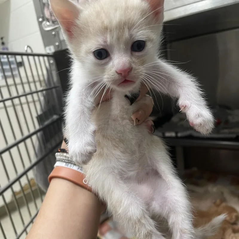 A baby small-sized male Orange / Red Domestic Short Hair cat named Theo for adoption in Gloucester, VA