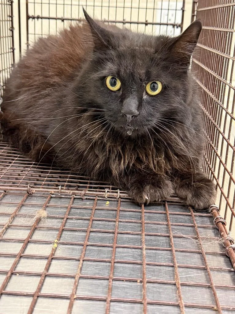 A young medium-sized male Domestic Medium Hair cat named 2026-05-120 for adoption in Winder, GA