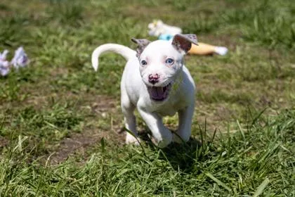 A baby extra large-sized female Shepherd dog named Felicity for adoption in West Chester, PA
