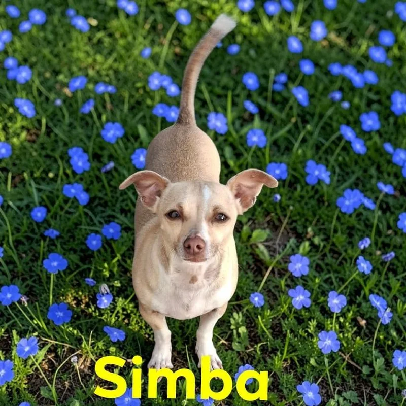 Simba