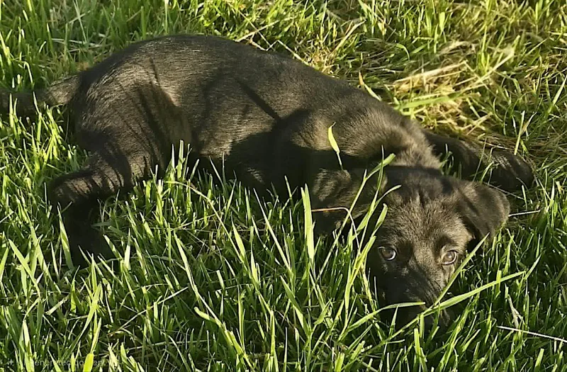 Axel