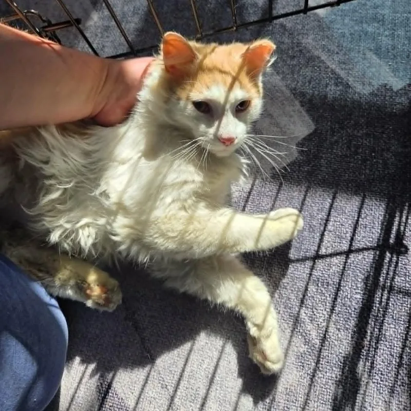 A young small-sized male Orange / Red Domestic Medium Hair cat named Mcdreamy for adoption in Reisterstown, MD