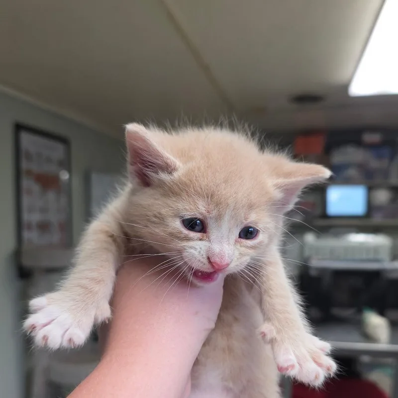 A baby small-sized male Buff / Tan / Fawn Domestic Short Hair cat named Alto for adoption in Mount Juliet, TN