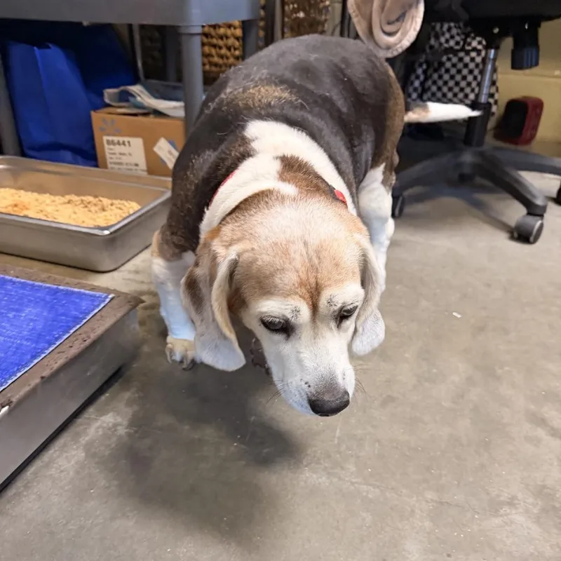A senior medium-sized female Brown / Chocolate Beagle dog named Zoey for adoption in Columbus, NC