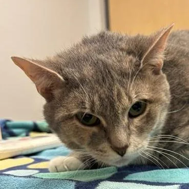 A senior large-sized female Domestic Short Hair cat named Sarabi for adoption in Jacksonville, FL