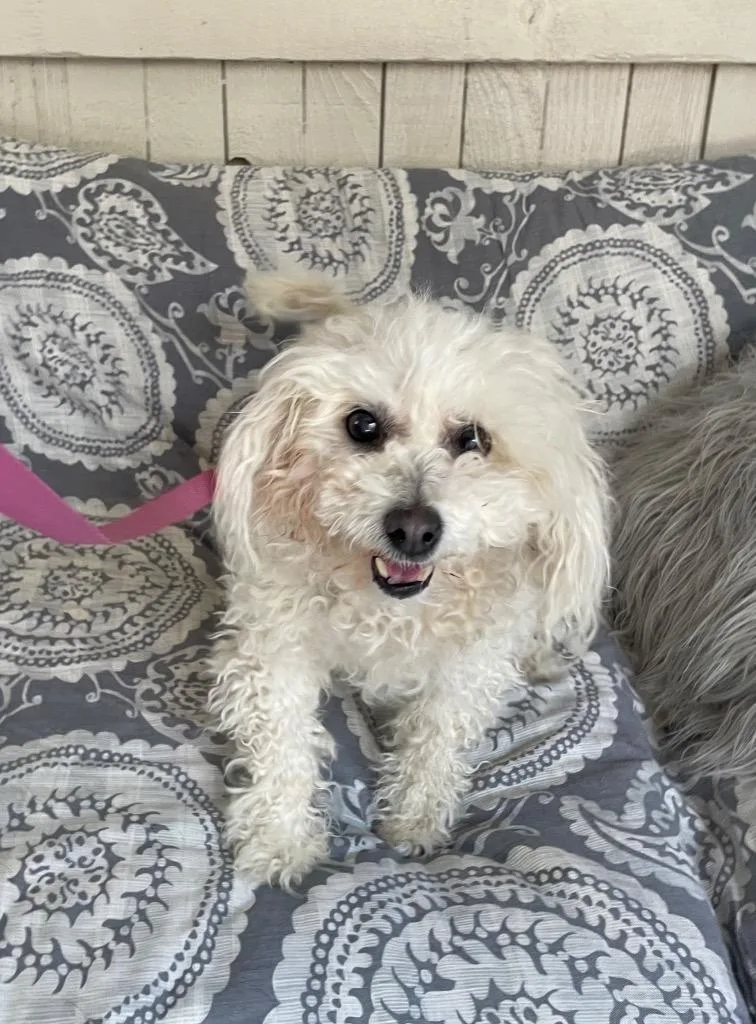 An adult small-sized female Maltese dog named Grandma Mavis for adoption in Fort Worth, TX