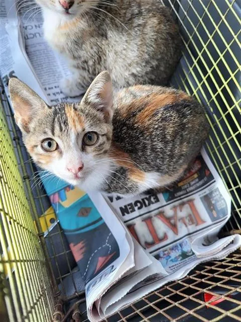 A baby small-sized female Domestic Short Hair cat named Wilma for adoption in San Antonio, TX