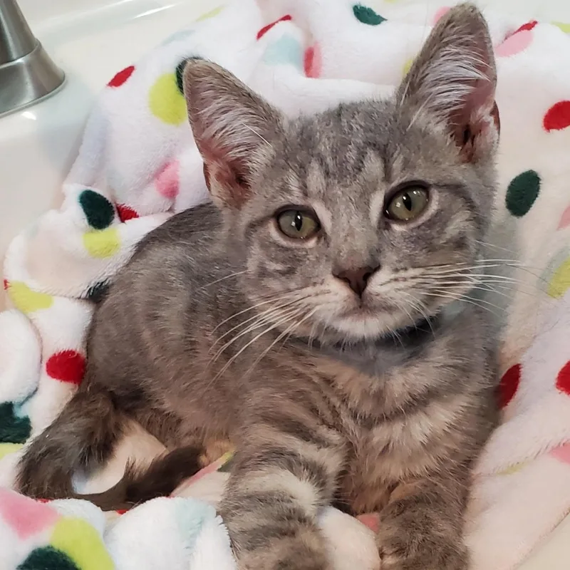 A baby medium-sized male Tabby (Gray / Blue / Silver) Domestic Short Hair cat named Twix for adoption in Landenberg, PA