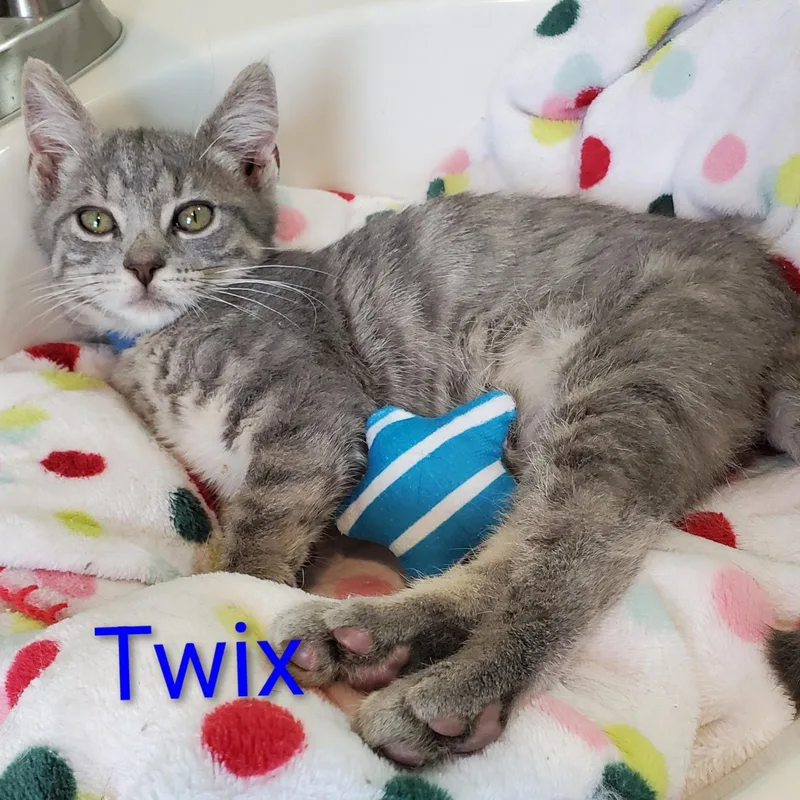 Twix thumbnail 2