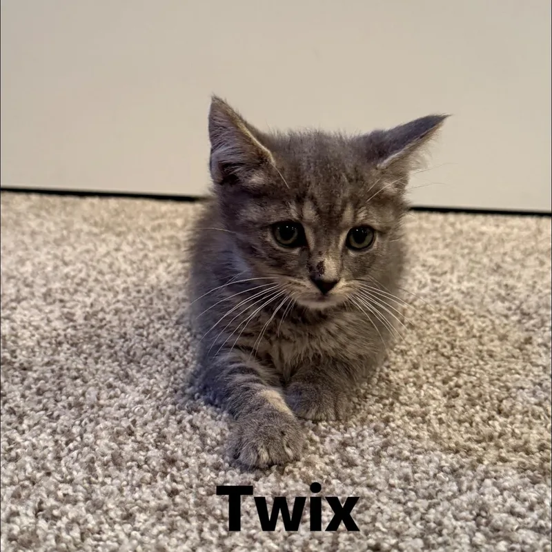 Twix thumbnail 4