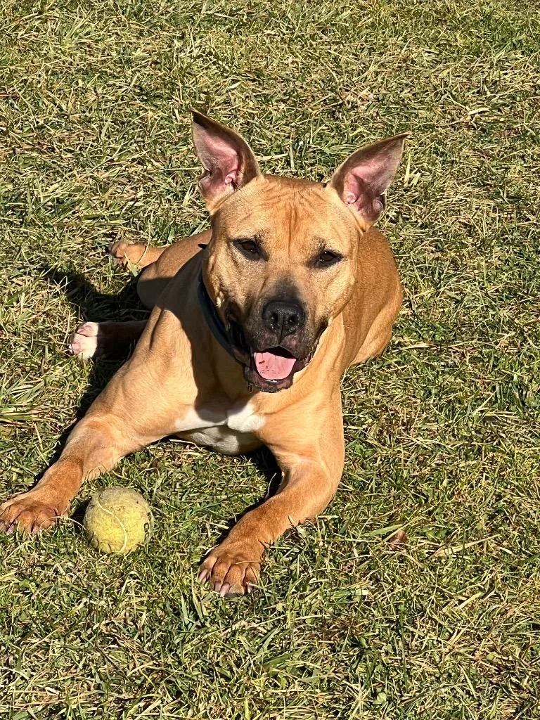 A young medium-sized female Boxer dog named Petunia for adoption in Meriden, CT