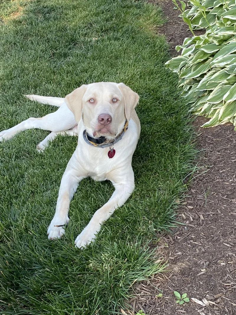 An adult large-sized male Yellow / Tan / Blond / Fawn Labrador Retriever dog named Moose for adoption in Warrington, PA