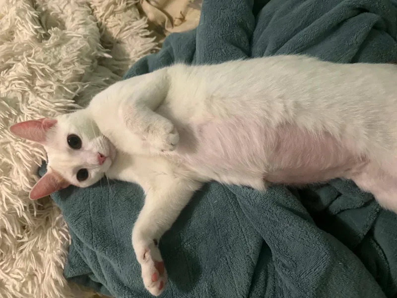 A young medium-sized female White Domestic Short Hair cat named Summer for adoption in Manhattan, KS
