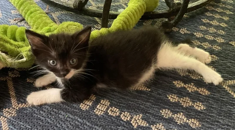 A baby medium-sized female Domestic Short Hair cat named Fajita for adoption in Youngsville, NC