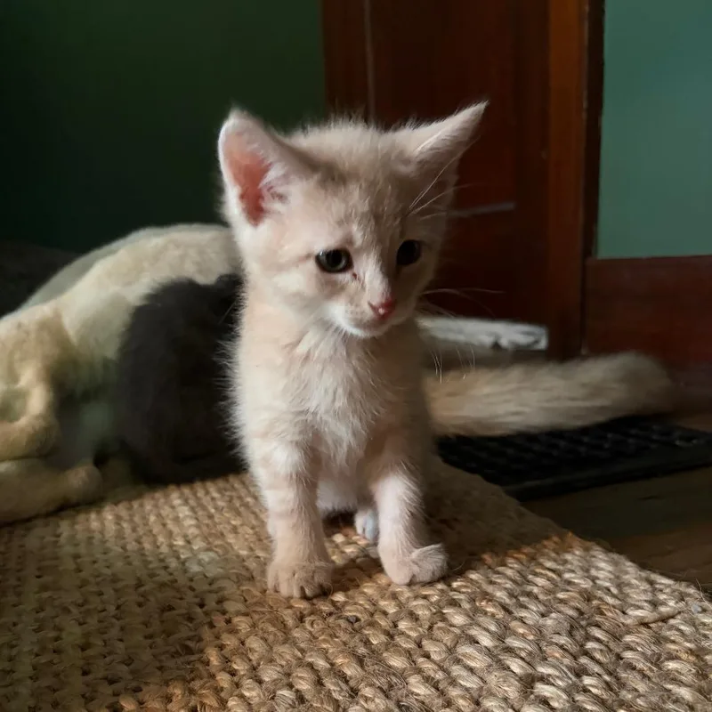 A baby small-sized male Orange / Red Domestic Short Hair cat named Legolas for adoption in Columbia, MO