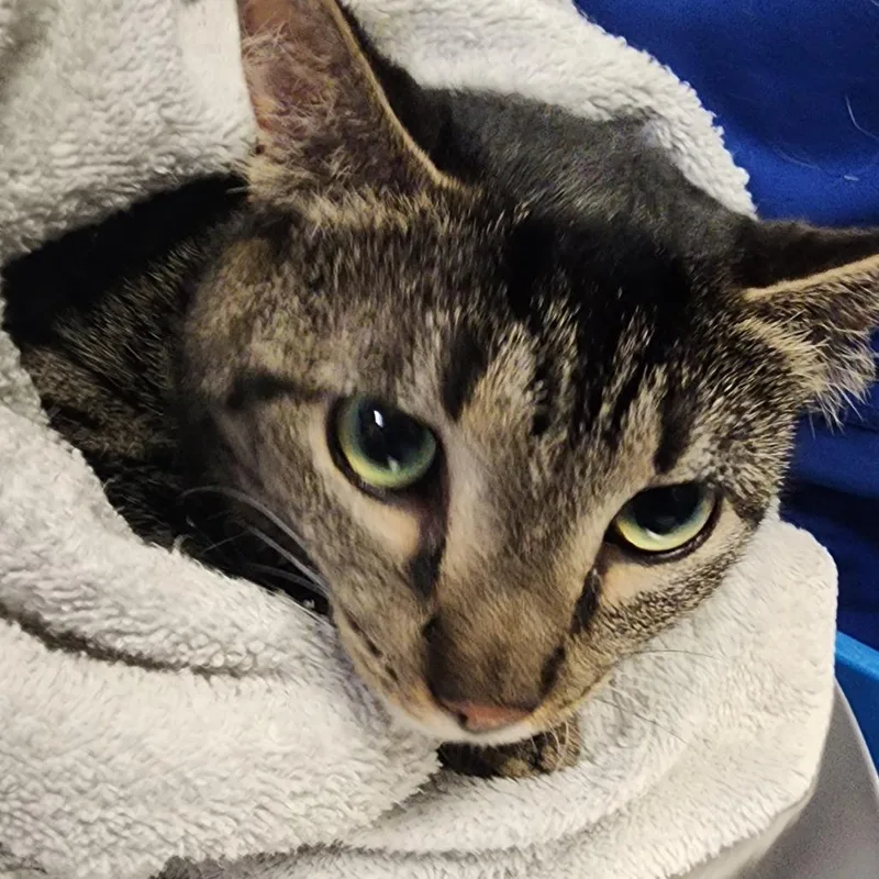 An adult medium-sized female Gray / Blue / Silver Domestic Short Hair cat named Yogi for adoption in Greenville, SC