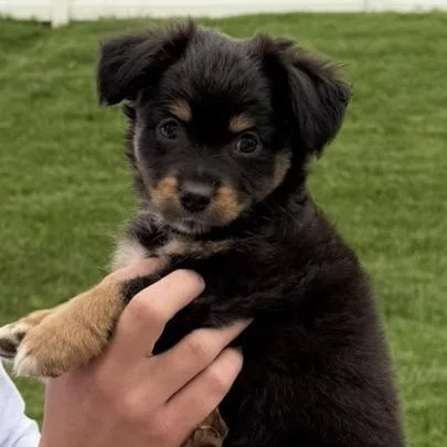 A baby small-sized male Black Pomeranian dog named Rainier_ for adoption in Festus, MO