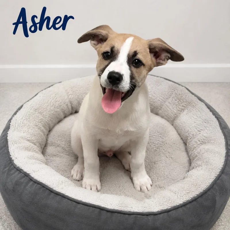A baby medium-sized male Tricolor (Brown, Black, & White) Carolina Dog dog named Asher for adoption in Momence, IL