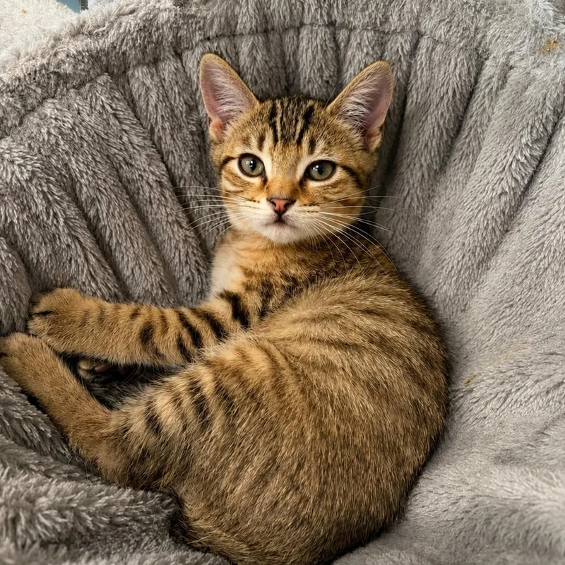 A baby medium-sized male Tabby (Brown / Chocolate) Tabby cat named Bashful for adoption in San Juan Capistrano, CA