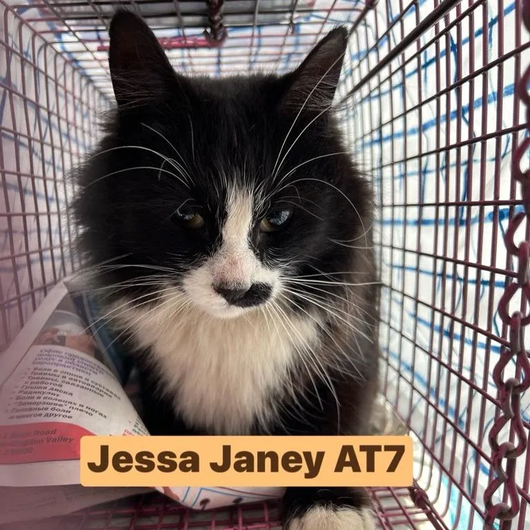 An adult medium-sized female Gray / Blue / Silver Domestic Short Hair cat named Jessa Janey At for adoption in Philadelphia, PA